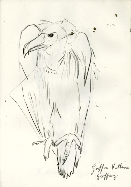 Geoffrey-Griffin-vulture